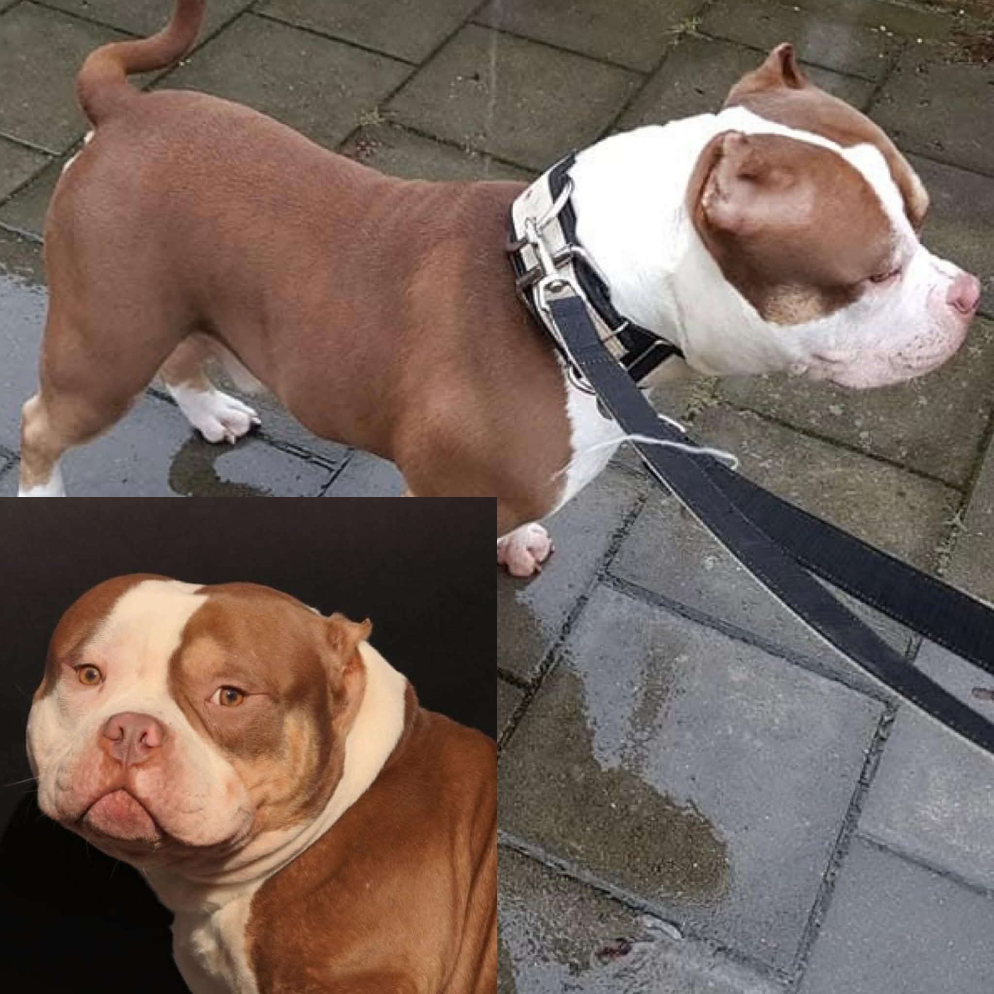 Dog Featured Image