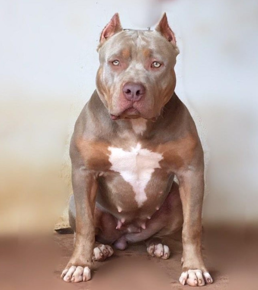 Dog Featured Image