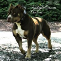 topdogbullies dutchess ,