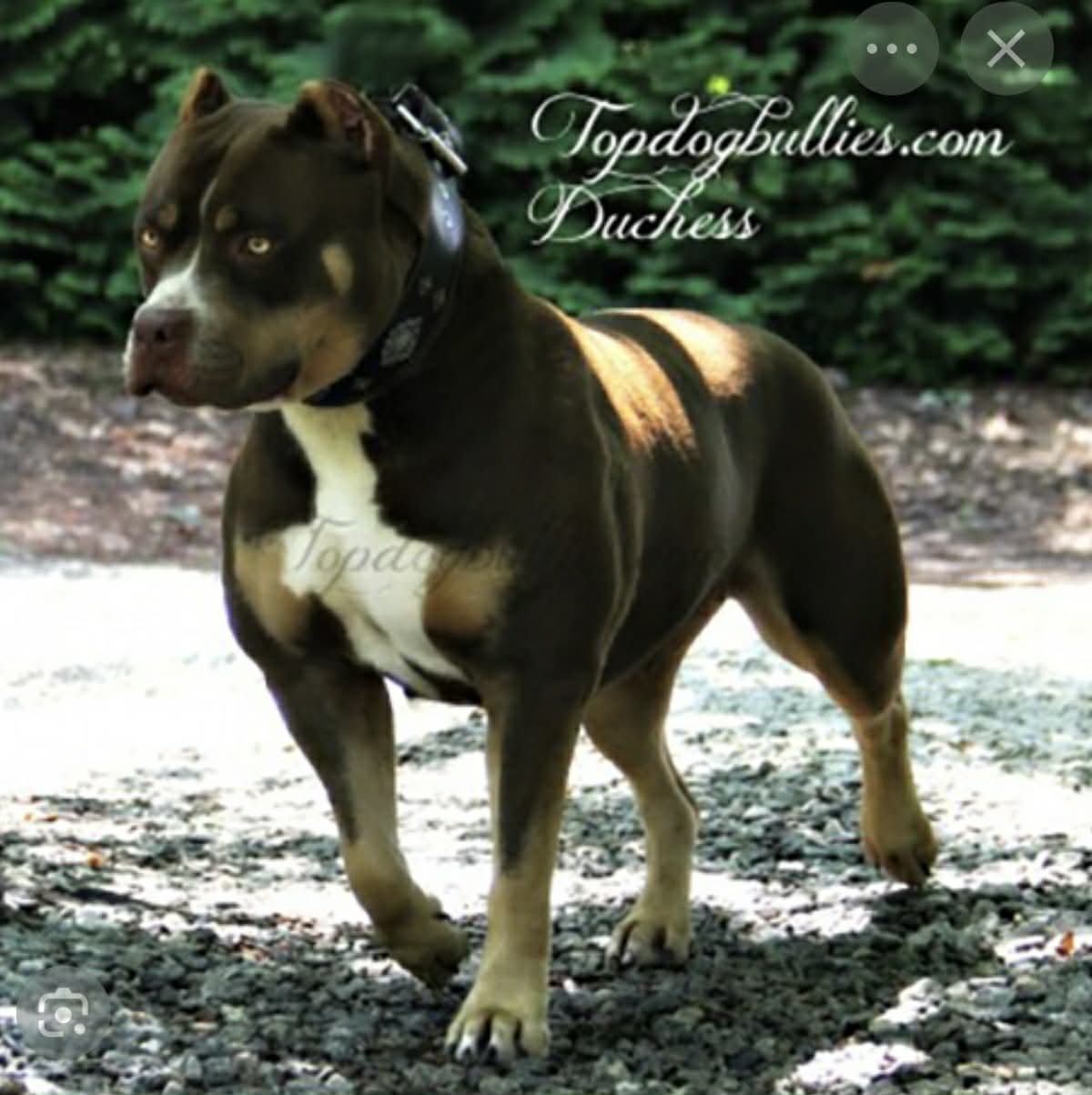 Dog Featured Image