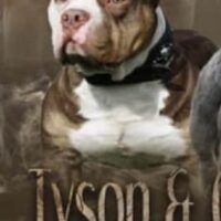 tyson wolverine kennel