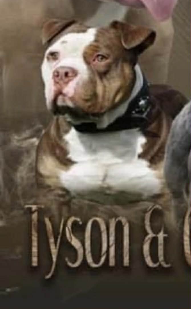 Dog Featured Image