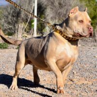 parasiemprebulls zena .