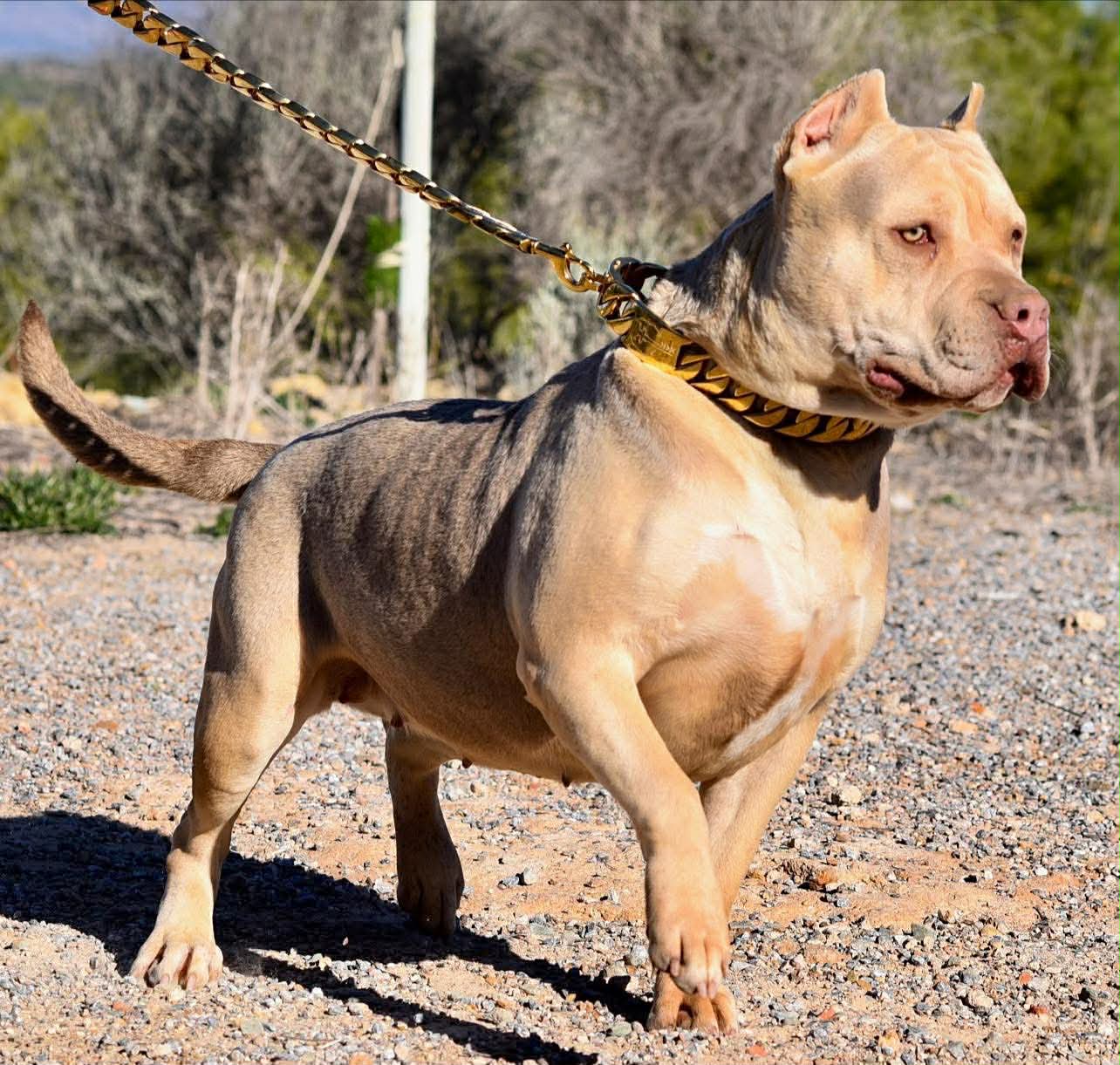 Dog Featured Image