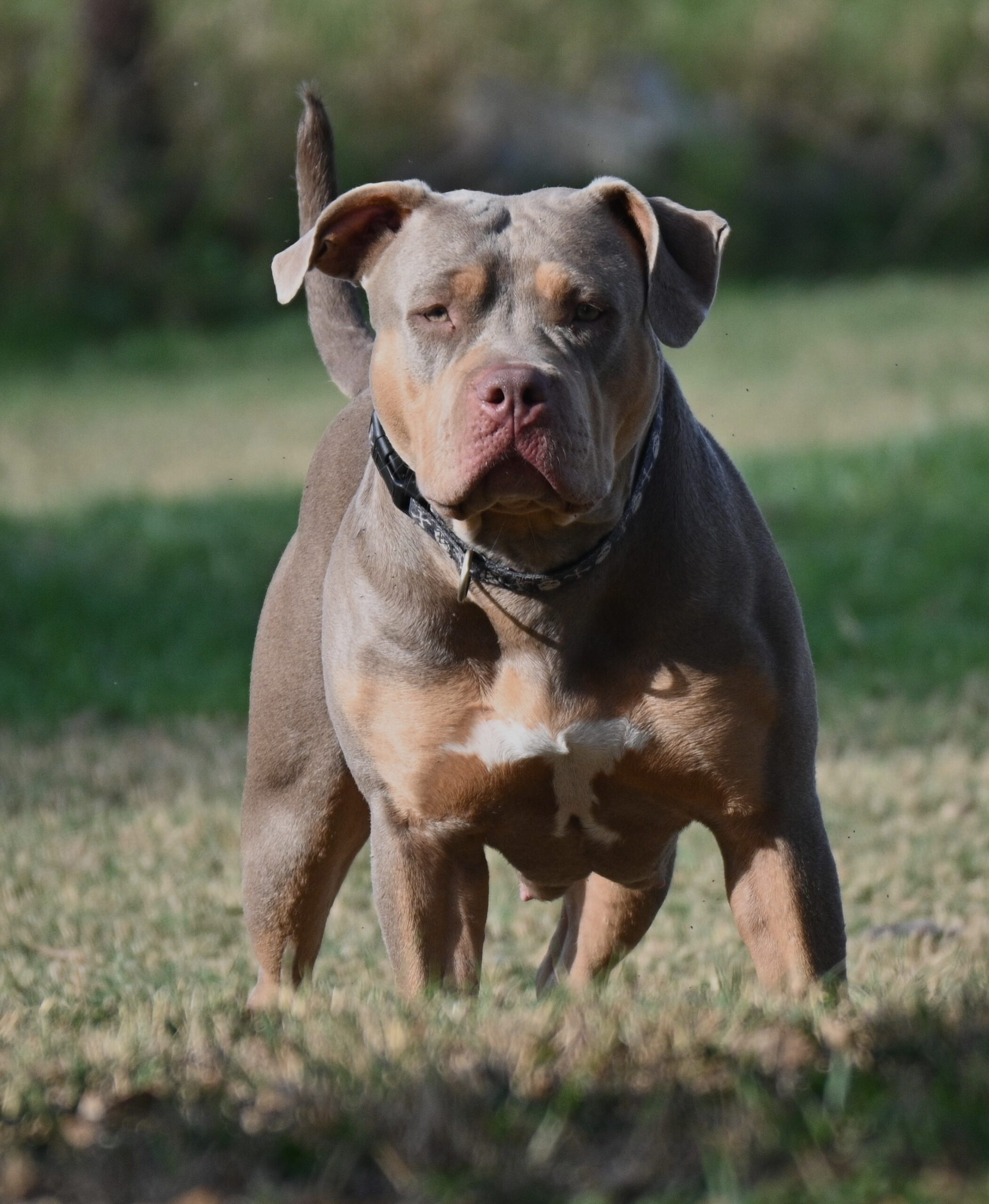 Dog Featured Image