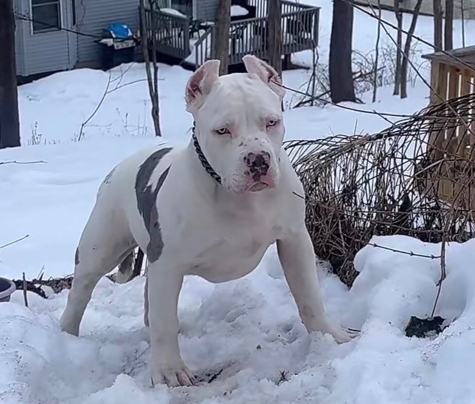 Dog Featured Image