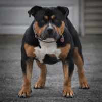 Apk Kobe  of Alpha Plug Kennels