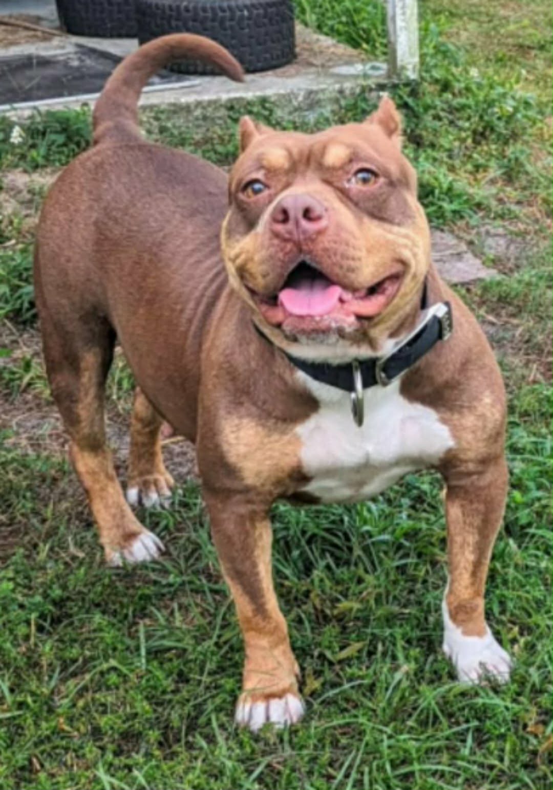 Dog Featured Image