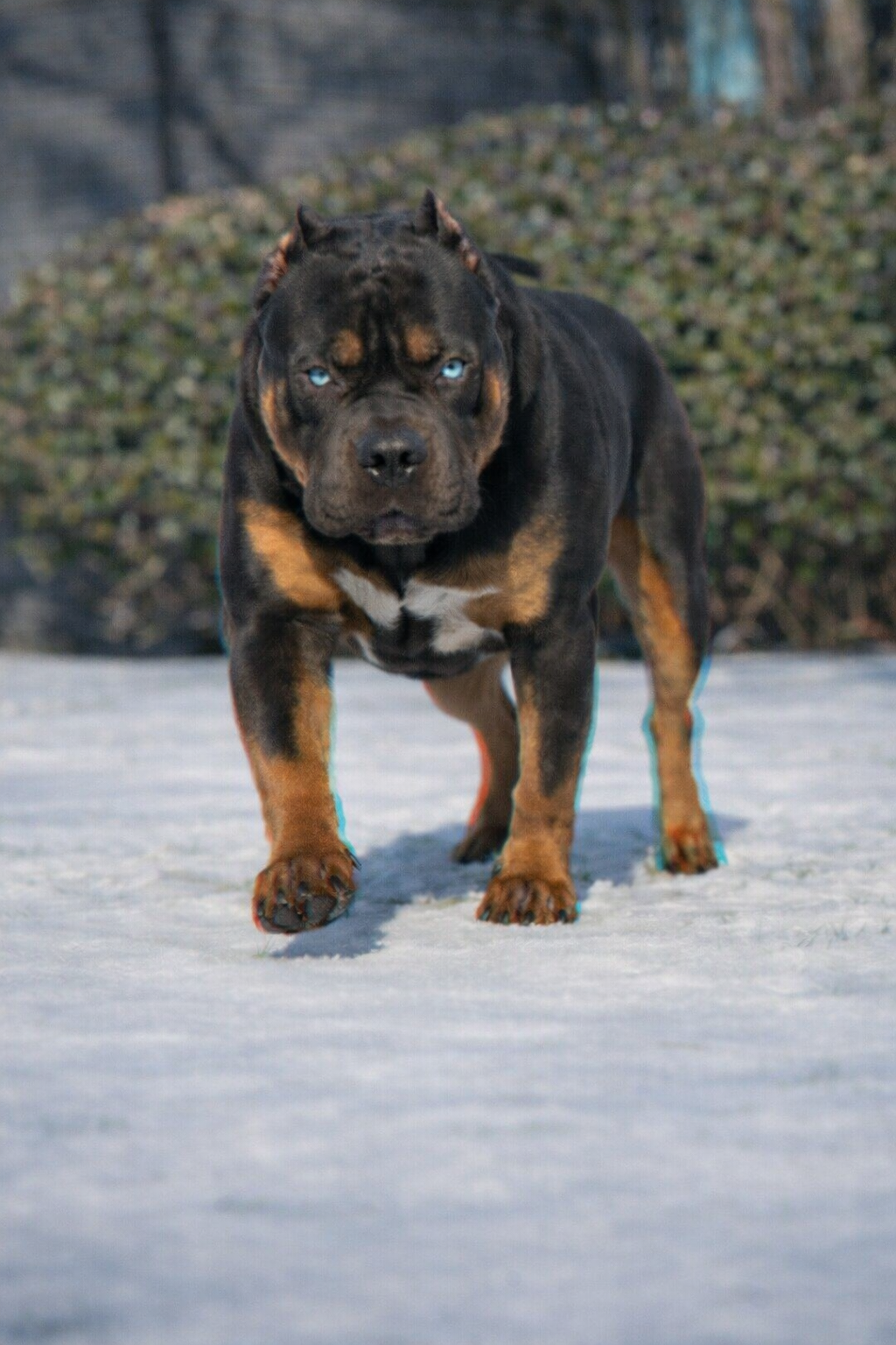 Dog Featured Image