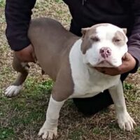 CUTTHROATs “BAGG TALK” of ANBORMAL KENNELS
