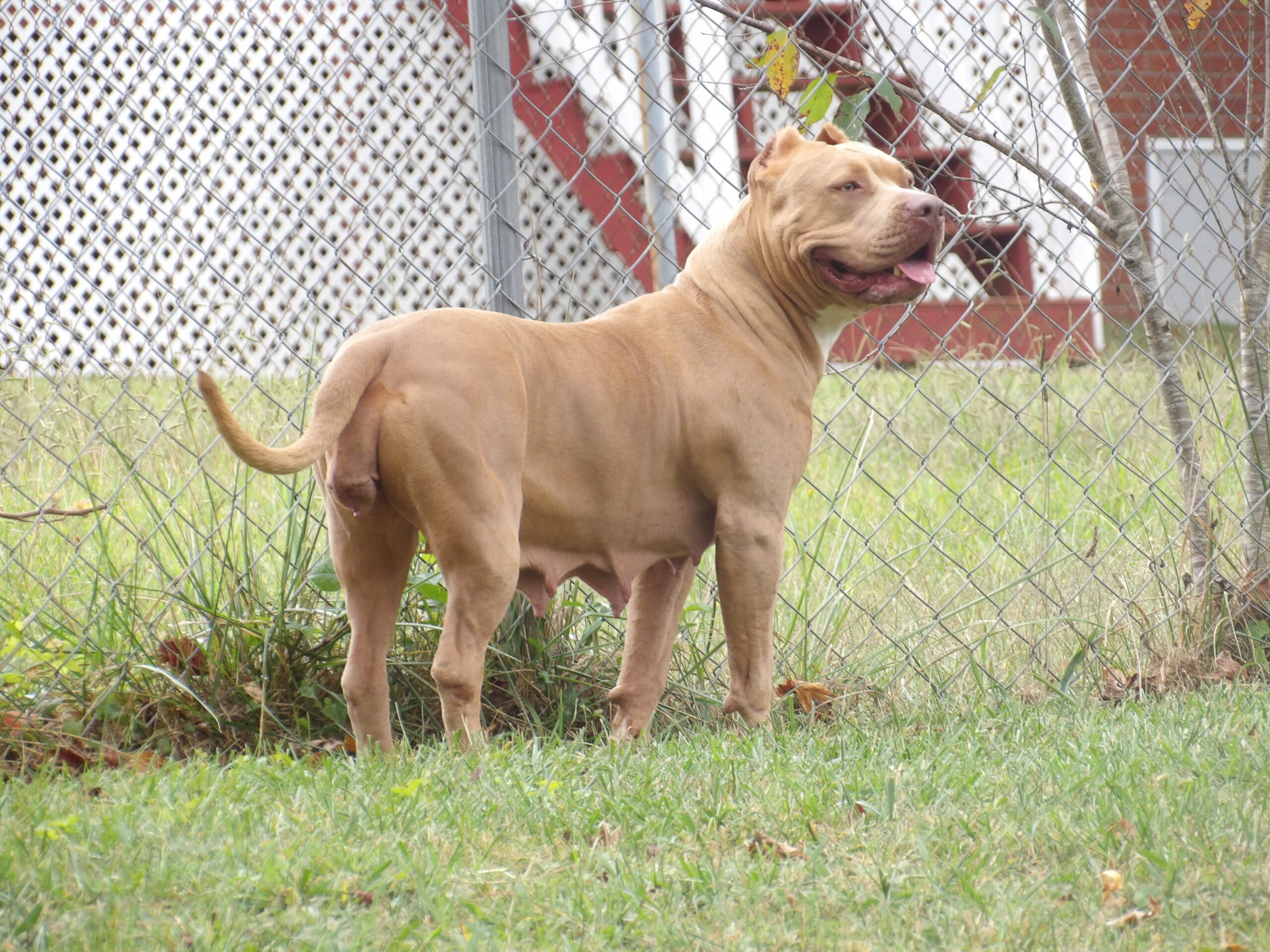 Dog Featured Image