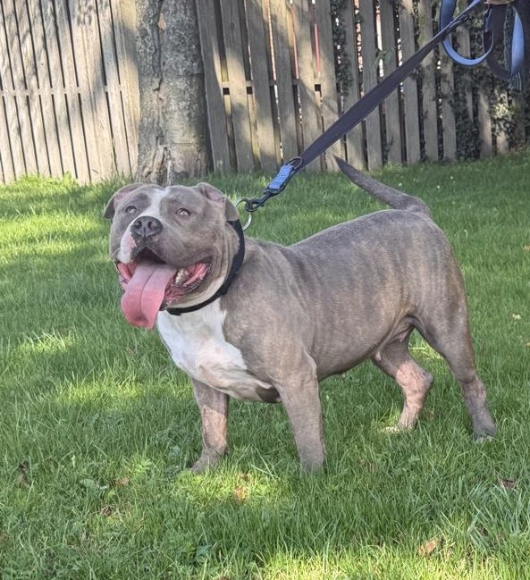 Dog Featured Image