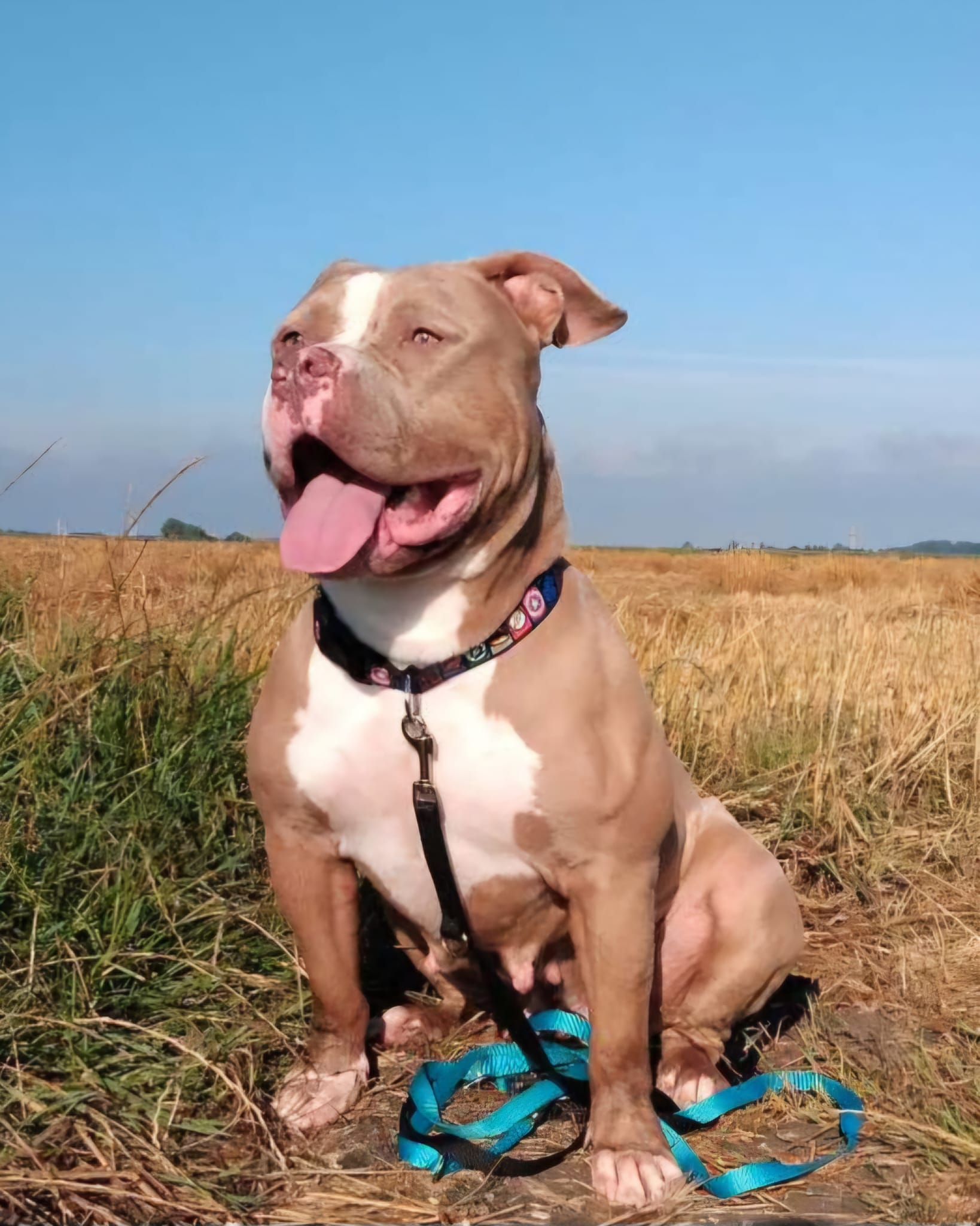 Dog Featured Image