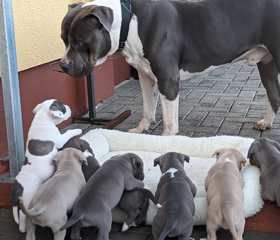 Dog Featured Image