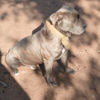 PUK’s Blade Brown