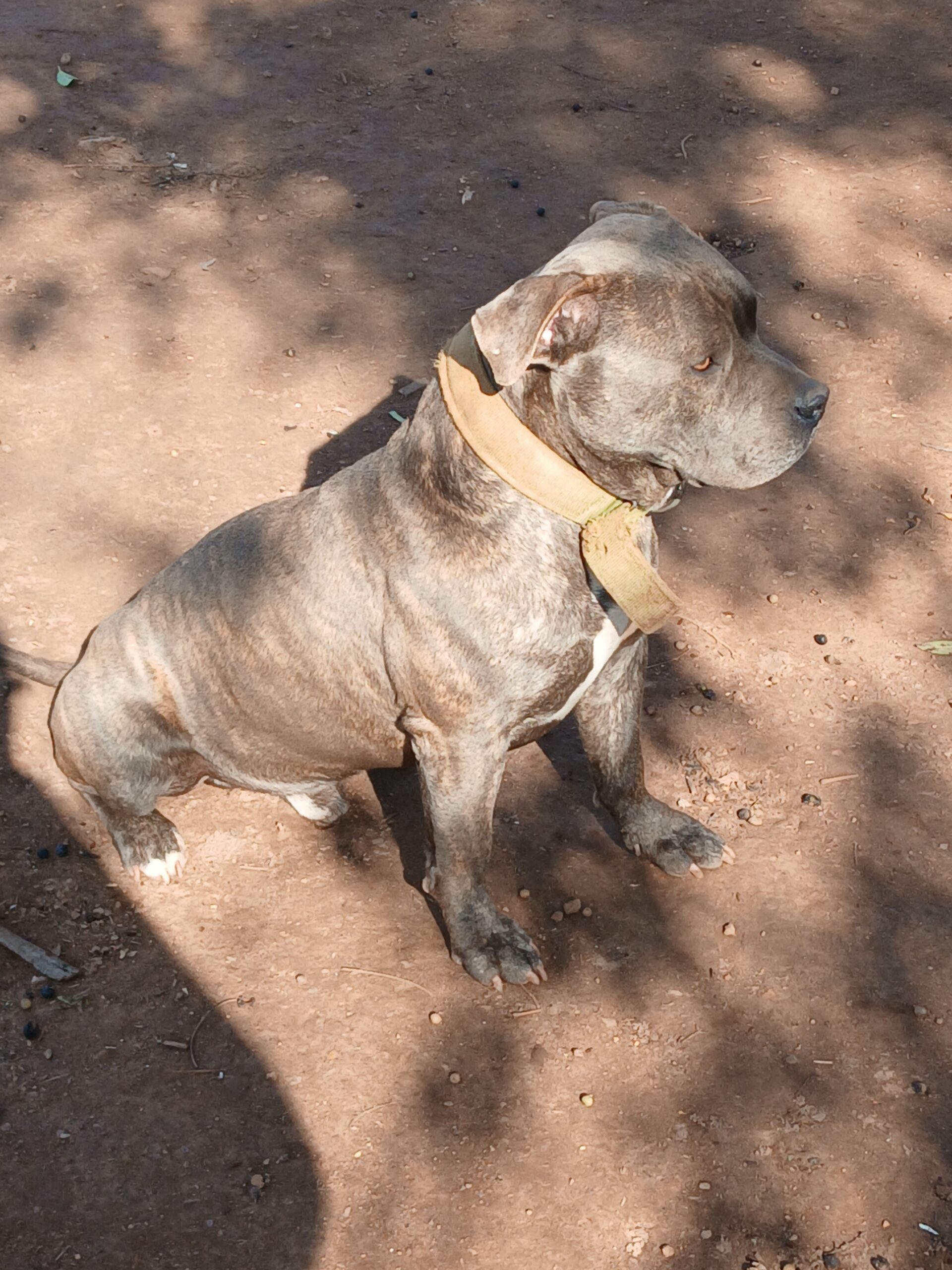 Dog Featured Image