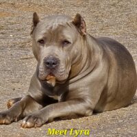 PR BBK LYRA