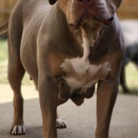 BWCKENNELS bluey
