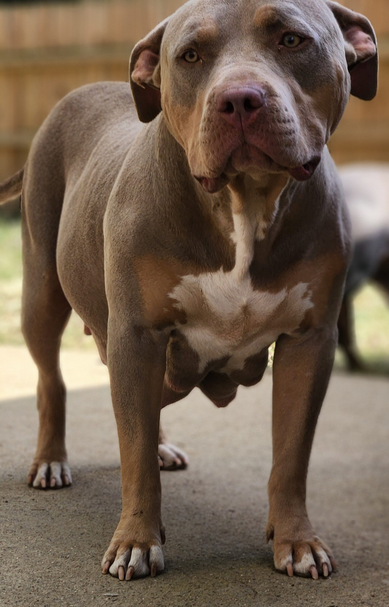 Dog Featured Image