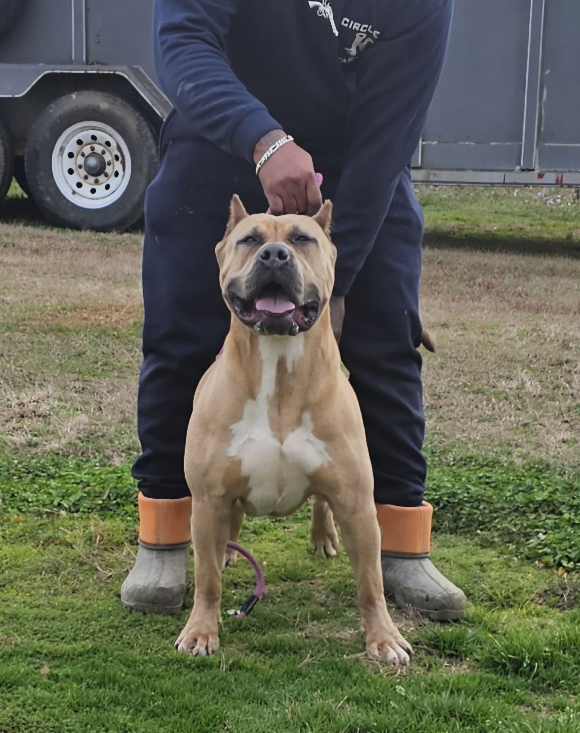Dog Featured Image