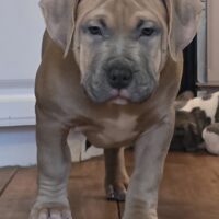 ASSASSINZ BULLIEZ’ “CAGNEY”