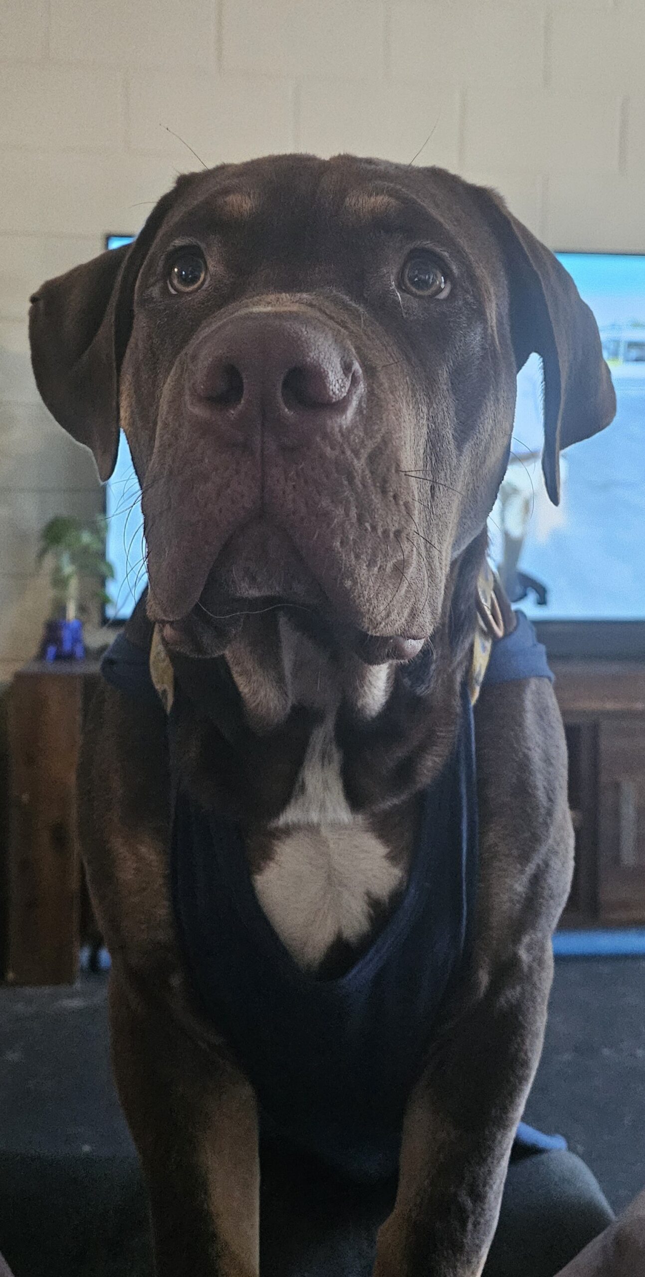 Dog Featured Image