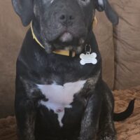 ASSASSINZ BULLIEZ’ “BONNIE”