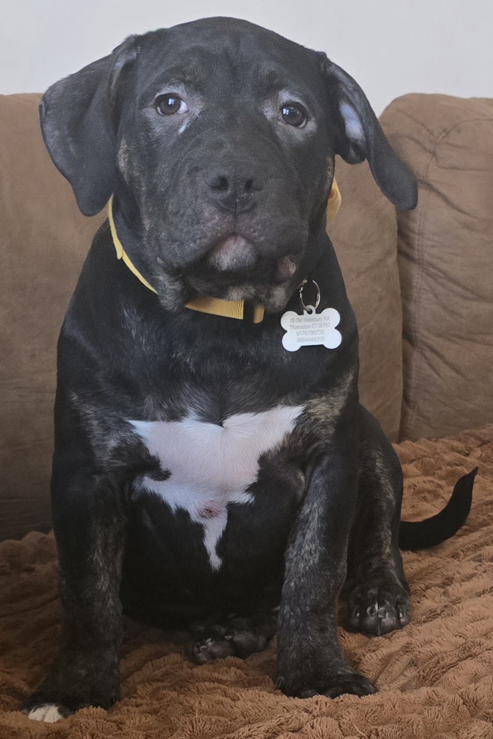 Dog Featured Image