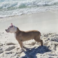 MIDAS CAPONE