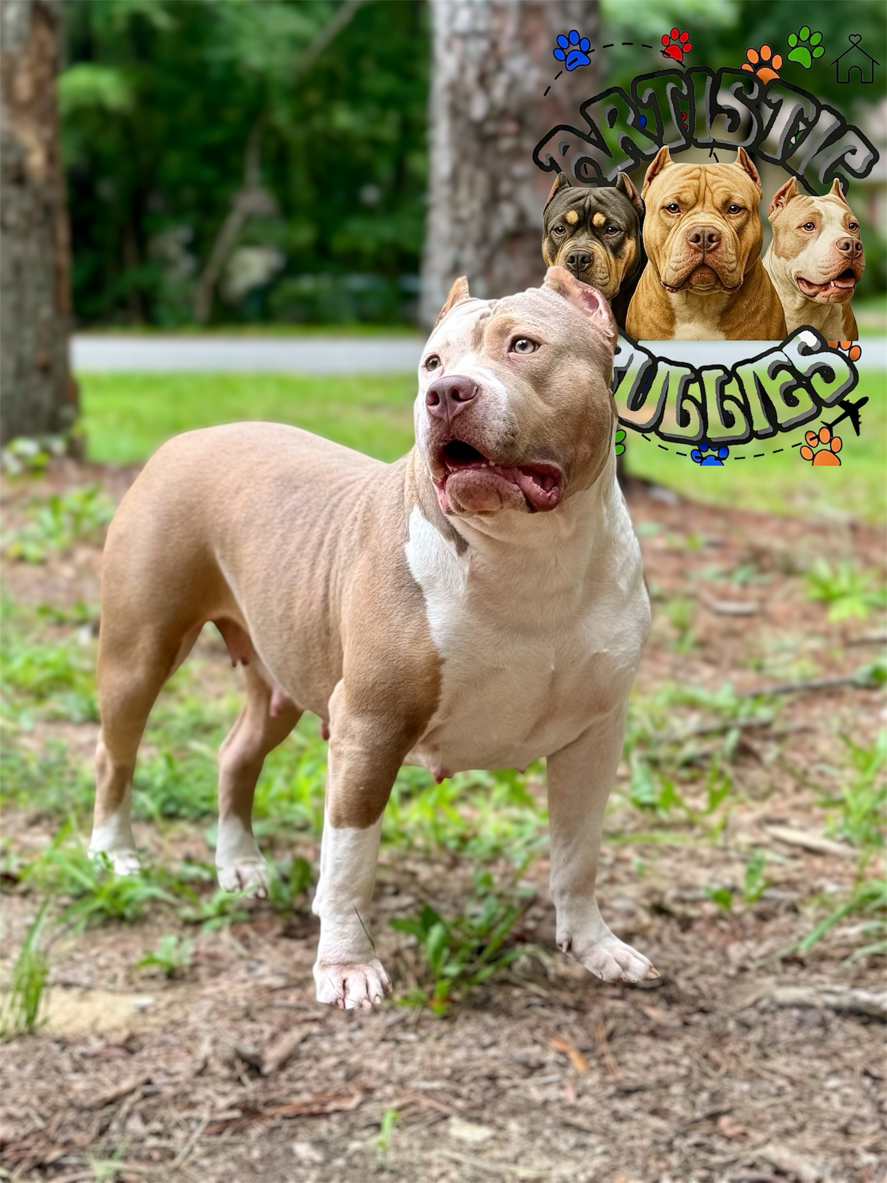 Dog Featured Image