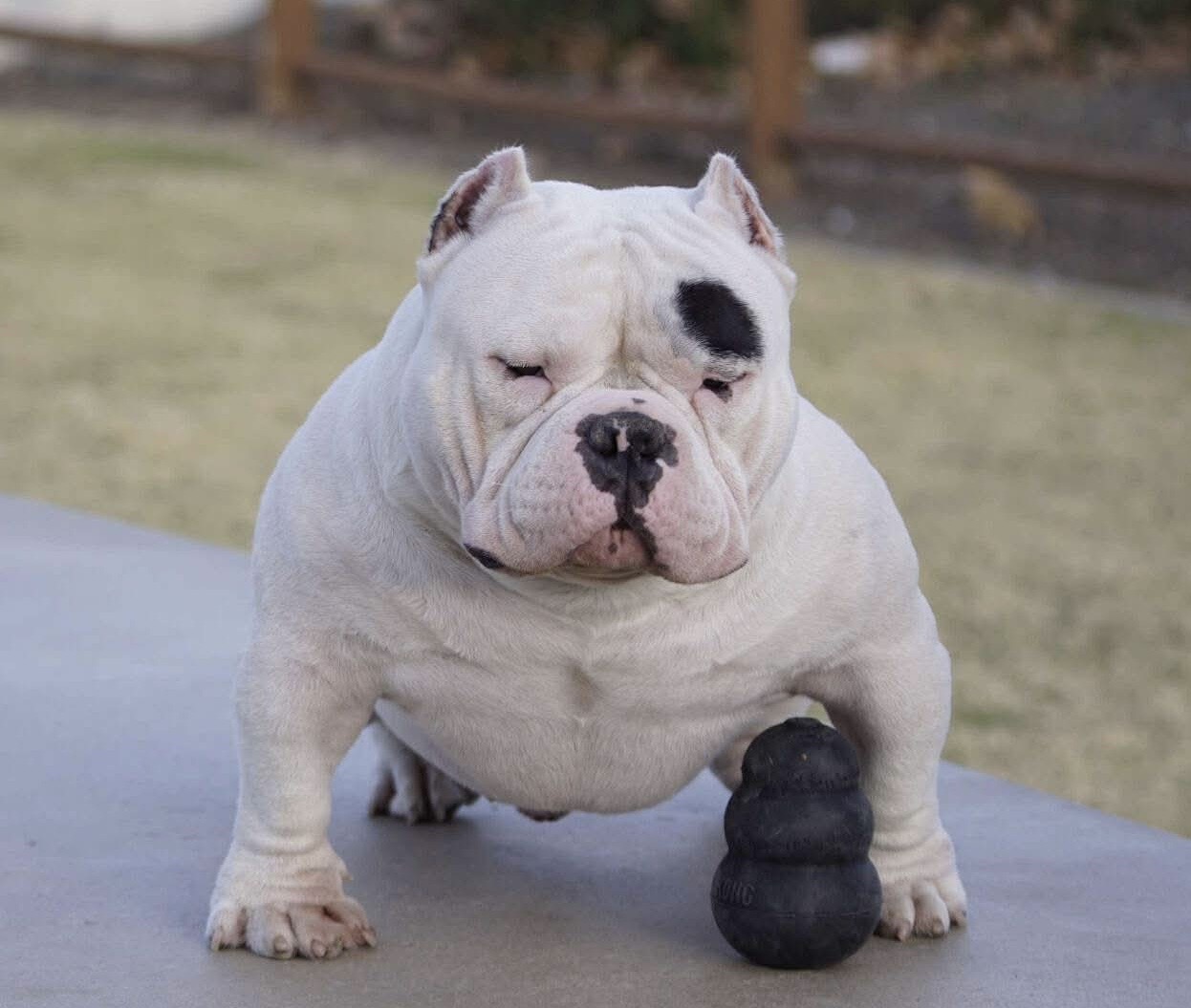 Dog Featured Image