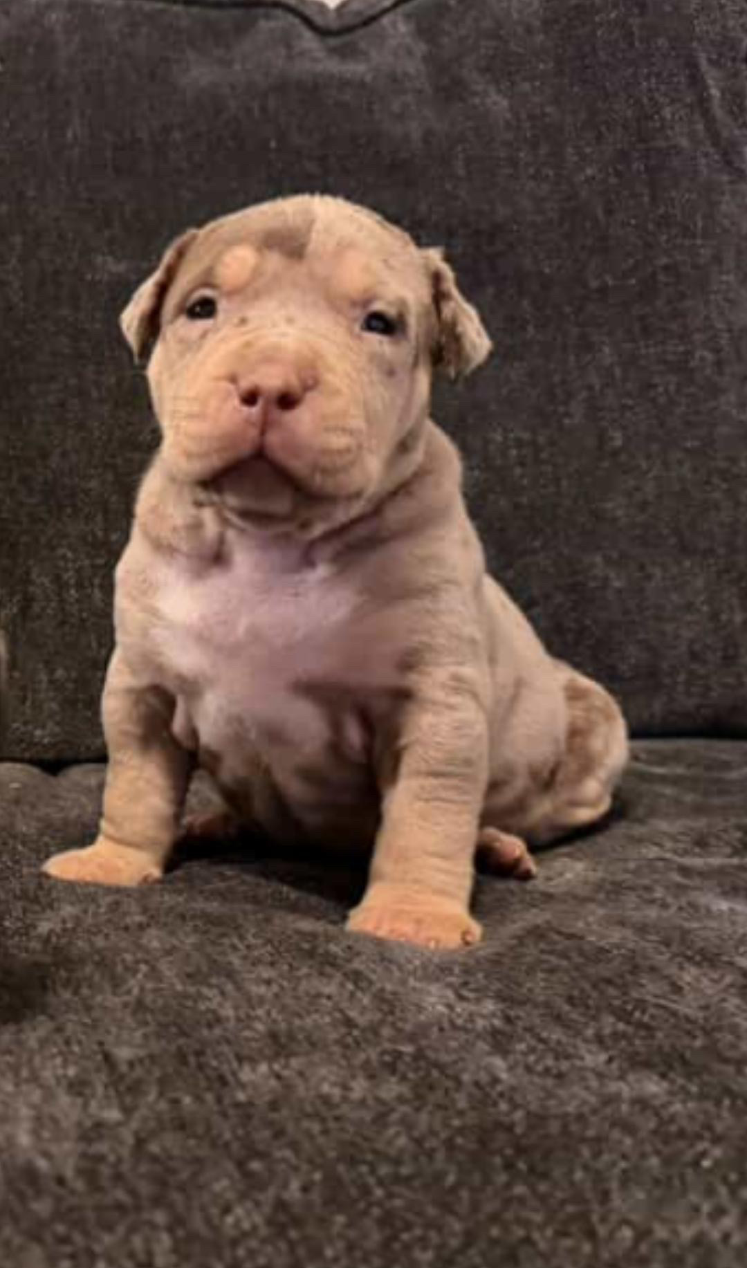 Dog Featured Image