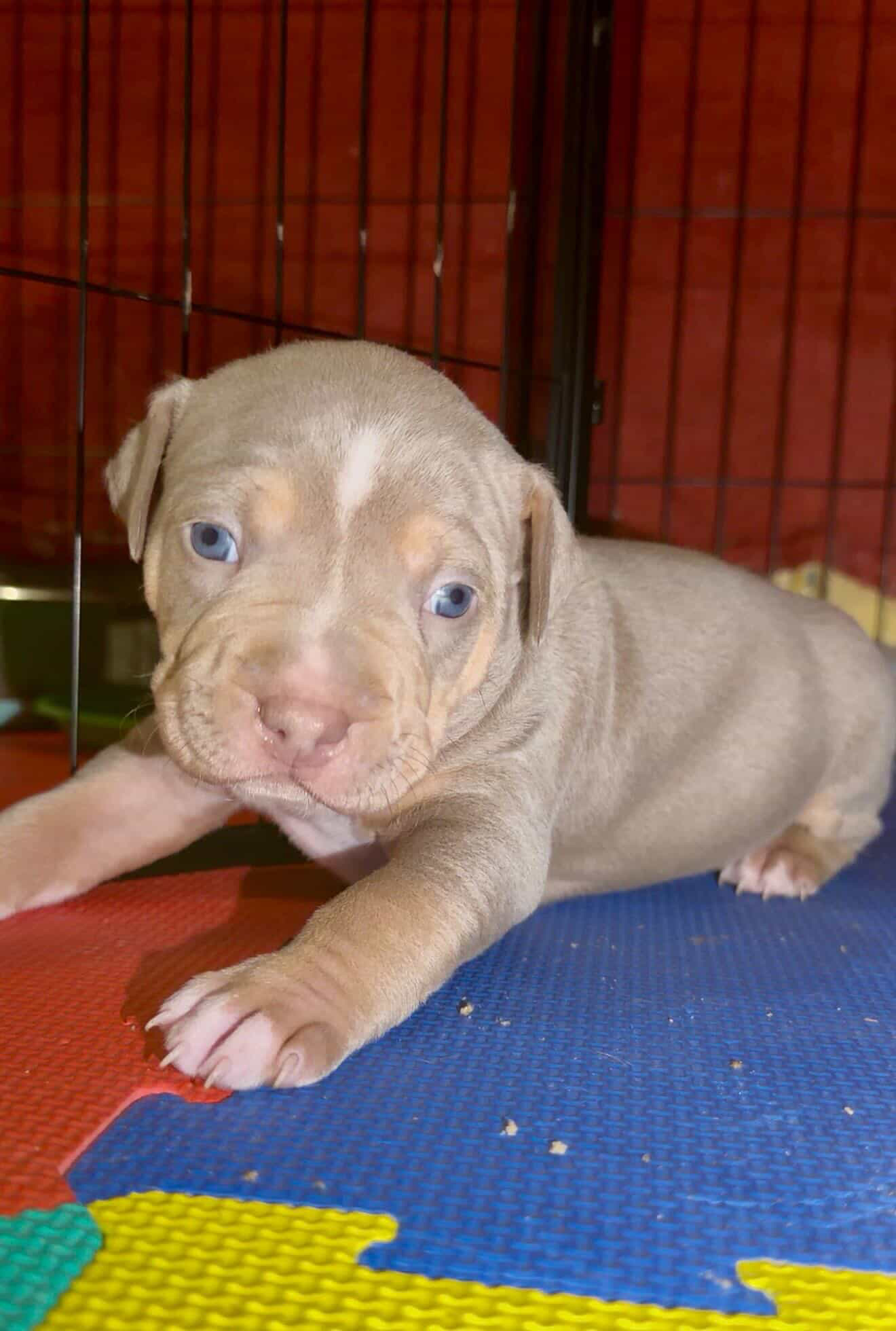 Dog Featured Image