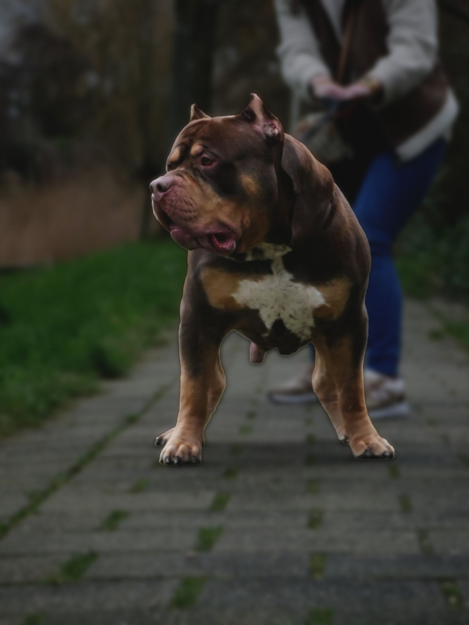 Dog Featured Image