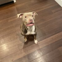 Fly Bully Kennel
