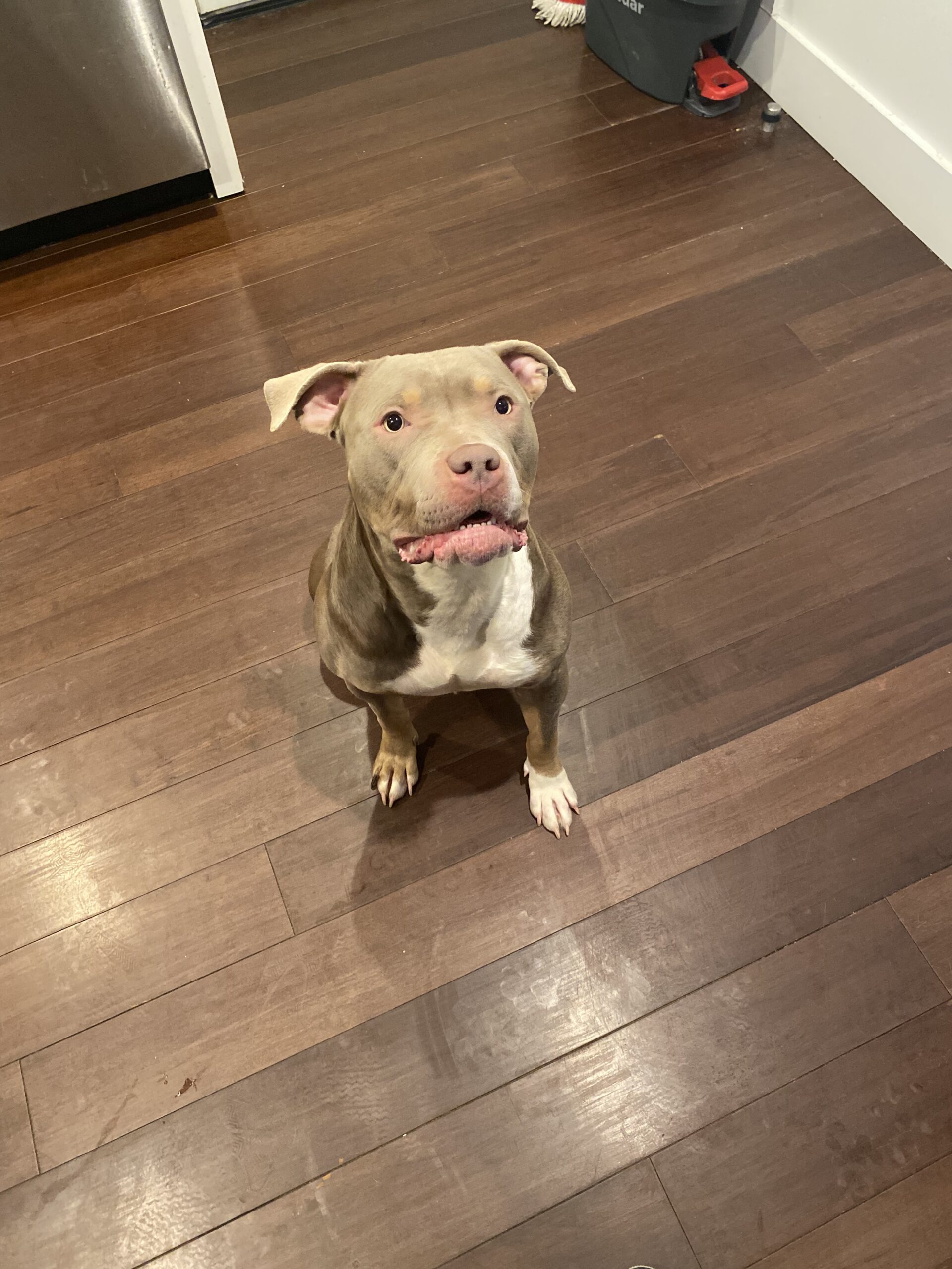 Dog Featured Image
