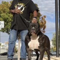 BGKs Black Ice
