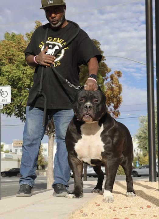 Dog Featured Image