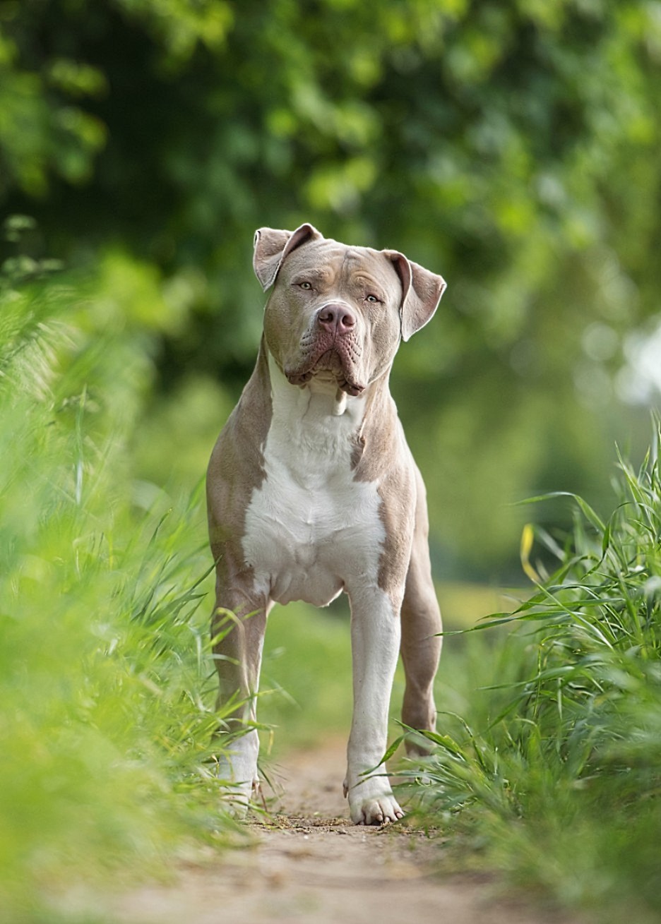 Dog Featured Image