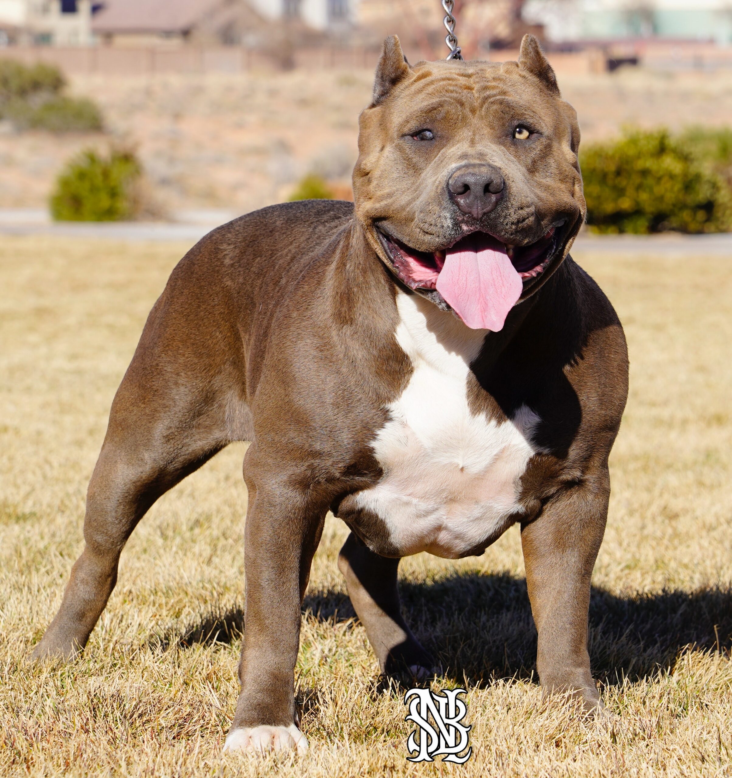 Dog Featured Image