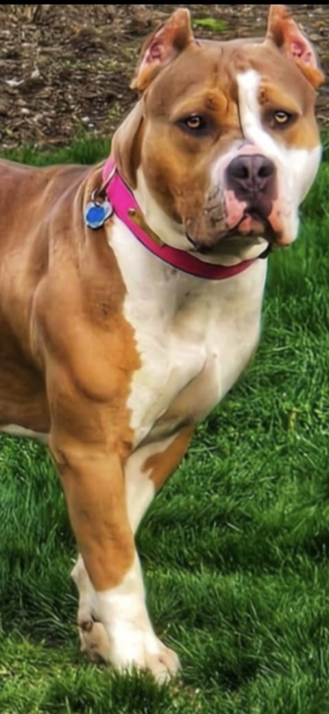 Dog Featured Image