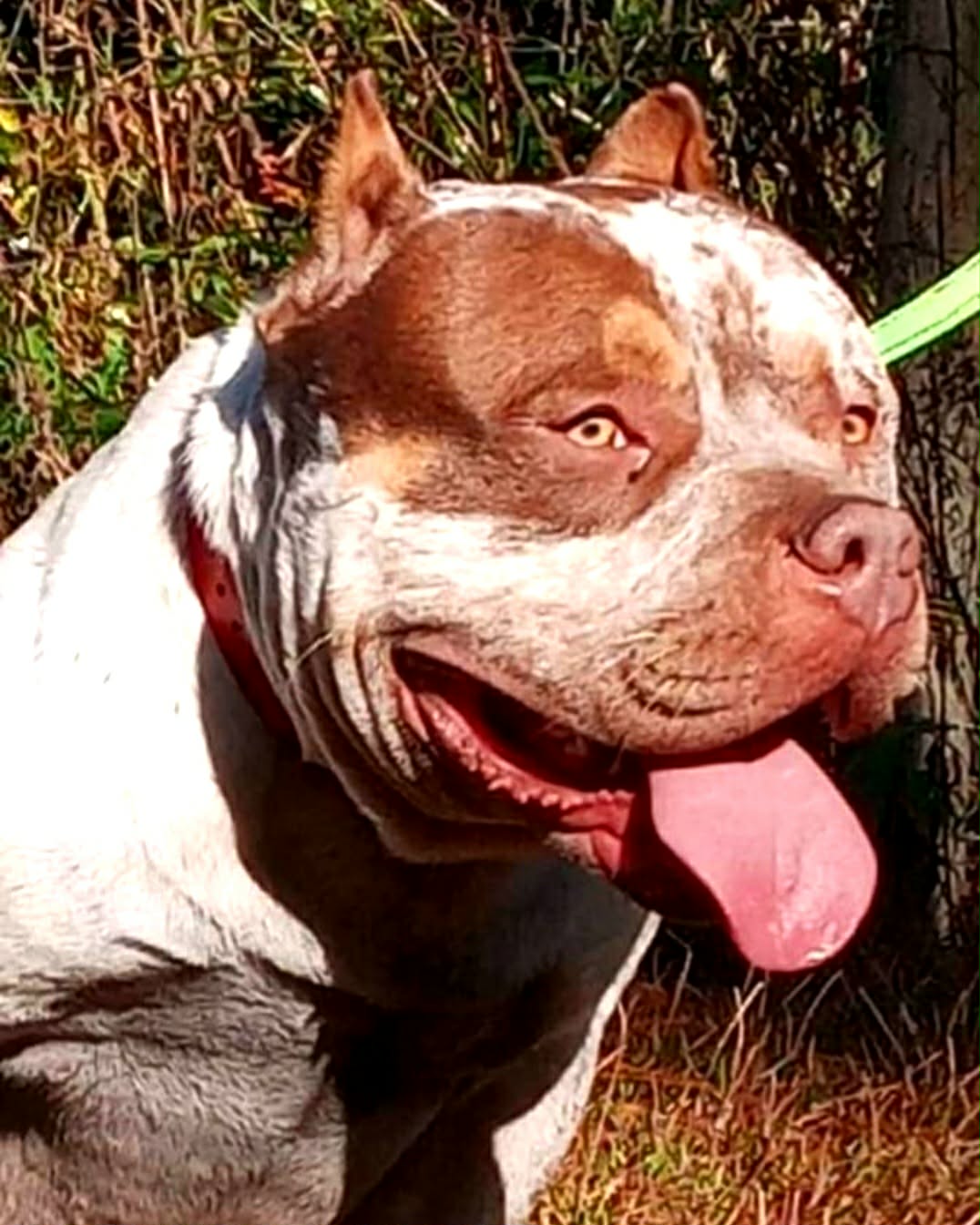 Dog Featured Image