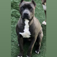 Sin City Pits Kinky