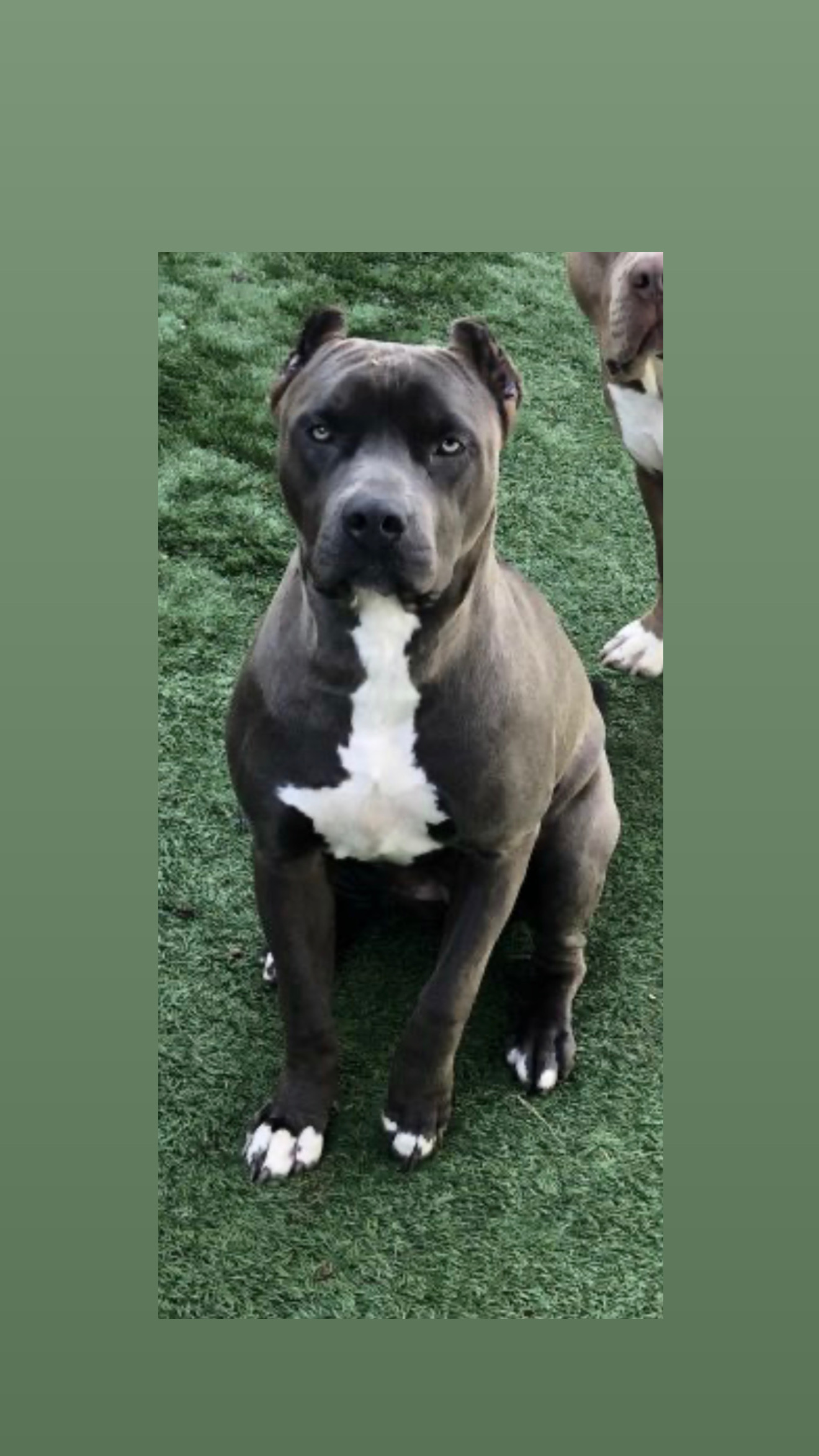Dog Featured Image