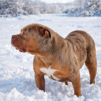 Mostwantedbullys Runa