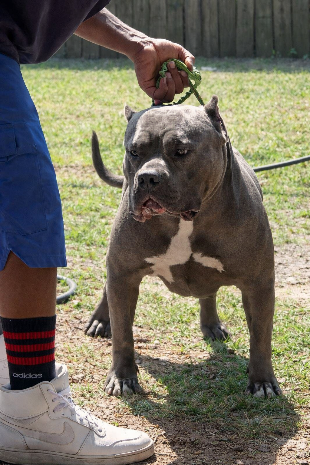 Dog Featured Image