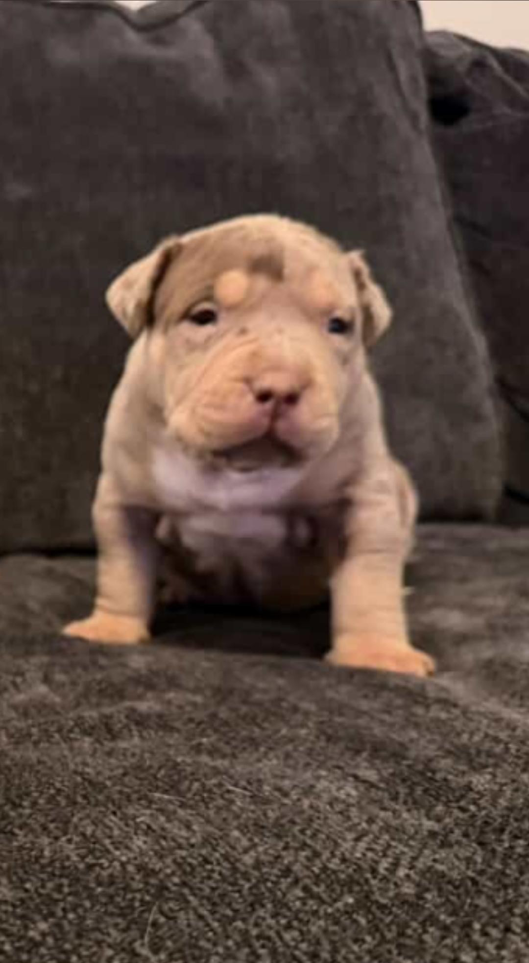 Dog Featured Image