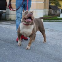 Dog Featured Image