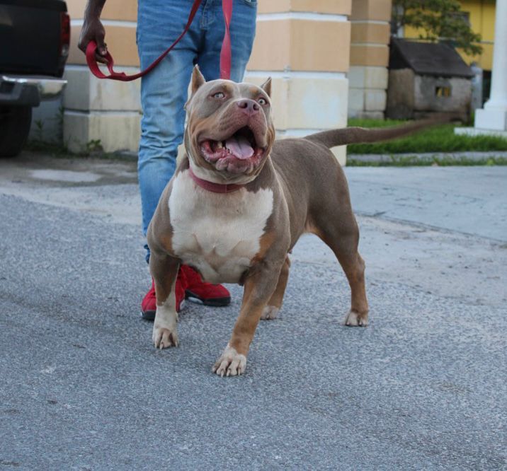 Dog Featured Image