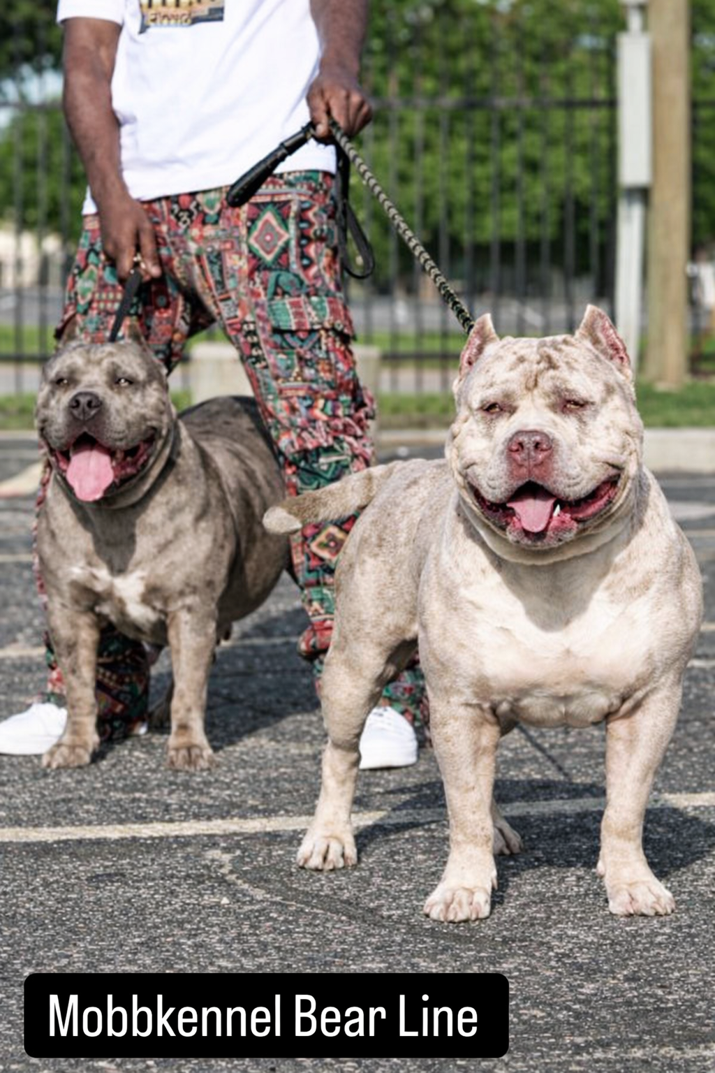 Dog Featured Image